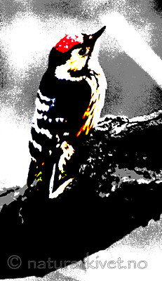 BB 05 0398 / Dendrocopos minor / Dvergspett